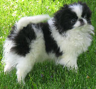 Black and white Japanese Chin Puppy